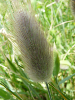 Inflorescence généralement ovale, soyeuse et blanchâtre. Agrandir dans une nouvelle fenêtre ou onglet)